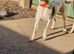 2x male parson jack russell