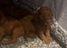 Beautiful red F1B cockerpoo puppies