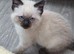 2 Stunning Boy Ragdolls