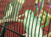 Celestial parrotlet 2 years old including large cage and toys