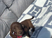Dapple dachshund