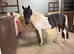 Lovely well handled 2yr gelding