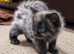 Two Gorgeous Fluffy Kittens Looking for Loving Homes.