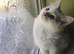 Lovely ragdoll boy