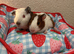 Two 6 weeks old guinea pigs males