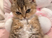 British shorthair chinchilla kitten