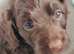 Beautiful cockapoo puppies