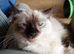 Ragdoll Female Kitten Blue Eyes