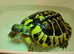 Female Hermann tortoise