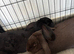 Giant french lops must stay together