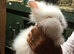 Double mane lionheads for sale