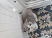 Full Britishshort kittens 1 boy 1 girl ready now