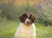 Spanish Water Dog RKC register
