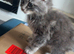 Grey kitten