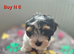 Ready now Biewier terrier