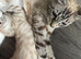 2 bengals 1 Male Bengal tica registered 1 female snow Bengal