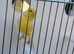 2026 hen waterslager canary