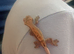 3 baby crested geckos