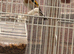 Goldfinch for sale