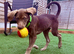 Stunning Husky Shepherd x Weimaraner Pups Ready to Go