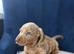 Miniature Dachshund pups