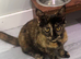 Maine coon cross girl