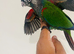 Hand reared conures for sale