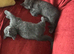 4 kittens