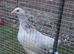 Bantum and Sussex pair (girls)
