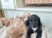 F1 show type cockapoo puppies