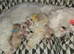 Poochon puppies