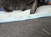 5 French lop