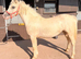 Palomino filly