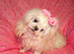 Gorgeous Babydoll KC Registered Korean Maltese Adult Girl