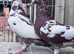 Meulman breeder pair
