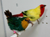 Beautiful pair of pied parrot finches for sale
