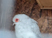 I need diamonds dove