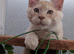 Maine coon boys and girl, Tica registered