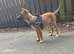 Looking to rehome my puppy