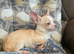 Chihuahuas for sale
