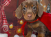 Chocolate and tan dapple miniature dachshund stud