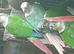 Mixed conures  due to time waster