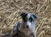 Beautiful mixed litter of border collies