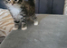 4 adorable kittens for sale