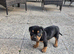 Staff x am staff puppies