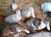 Young Muscovy pairs