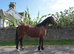 Ideal mother/daughter share, all rounder