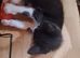 Last ragdoll cross kitten