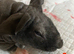 Skinny pig boy with his best friend.