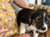 Porky A great rescue boy perfect for any family home a sweet soul